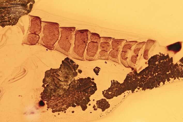 Extremely Rare Fossil Reptile Skin In Baltic Amber #330721